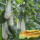 羊角蜜甜瓜种子约100粒原装