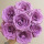 紫玫瑰20支