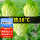 夏阳白菜种子 5g/耐热38℃