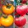 大黄柿子12棵+大粉柿子12棵 +肥