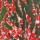 红白锦鲤10-13cm7条