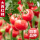 大西红柿苗12棵【常见品种】