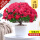 特大盆红色+仿木盆（38-50cm）