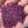 紫薯米5斤