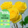 黄玫瑰（180加仑盆)