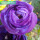 H14-紫色（5颗种球+肥料）