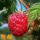 树莓【阿甜】5年苗当年结果买1