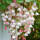垂丝海棠粉色100粒+1包肥料