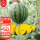 黄瓤小凤西瓜种子10粒5包