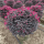 红花积木1.2米毛球
