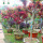 日本红枫树苗(粗约6cm)