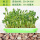 蚕豆种子250g+育苗底层无孔盆+喷壶