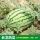 懒汉巨型西瓜种籽500粒+肥