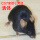 无菌C57小黑鼠7-15g1只 科学实验