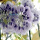 紫玉藤