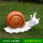 HY1653-2白色蜗牛