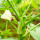 黄秋葵种子5克+豆粕肥1斤