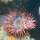 灰白海葵6-8cm2个