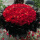 520朵红玫瑰鲜花花束