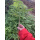 3棵发财树小苗单杆30-45高厘米
