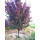 紫叶李1.3-1.5米高【10棵】