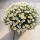 D白晶菊种子200粒
