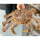 帝王蟹1只5-5.5斤