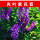 光叶紫花苕种子1斤