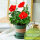 加仑盆[红色]扶桑花