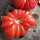 马蹄番茄种子200粒