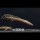 大花恐龙鱼15-20cm1条装