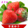 西瓜红 草莓50粒