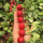 荷兰红星樱桃萝卜种子500克Vip价格
