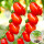 花生柿子番茄苗 6棵
