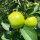 青苹果7年苗（地径2.5厘米粗）
