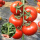 以色列大红番茄苗 【高产】6株