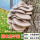 平菇木头种-3袋可种900斤木头