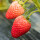 奶油草莓种子