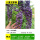 八重龙紫藤【当年成景】粗2.5cm