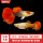 红扇孔雀鱼（3公3母）