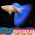 蓝白孔雀鱼母鱼3条