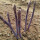紫芦笋种子约10粒原装