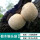 猴头菇1袋椴木菌种