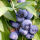蓝莓苗 奥尼尔 全国适宜