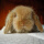 黄色垂耳兔2只（1公1母）