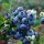 蓝莓苗 杜克