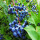 蓝莓苗 黑珍珠