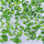 90片对子海棠叶（1包5条）加密型