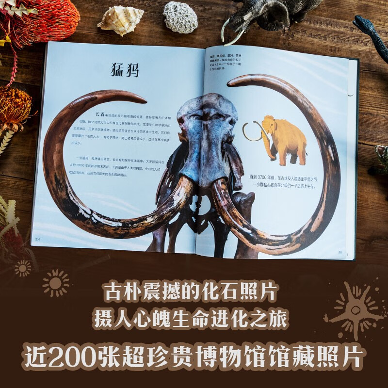 DK典藏博物馆（2023年精美书匣版）【赠杯垫】（全5册）【5岁+】DK奇妙动物大百科+DK神秘大自然奇观+DK远古生物大发现+DK浩瀚宇宙大奥秘+DK探秘缤纷水世界详情图