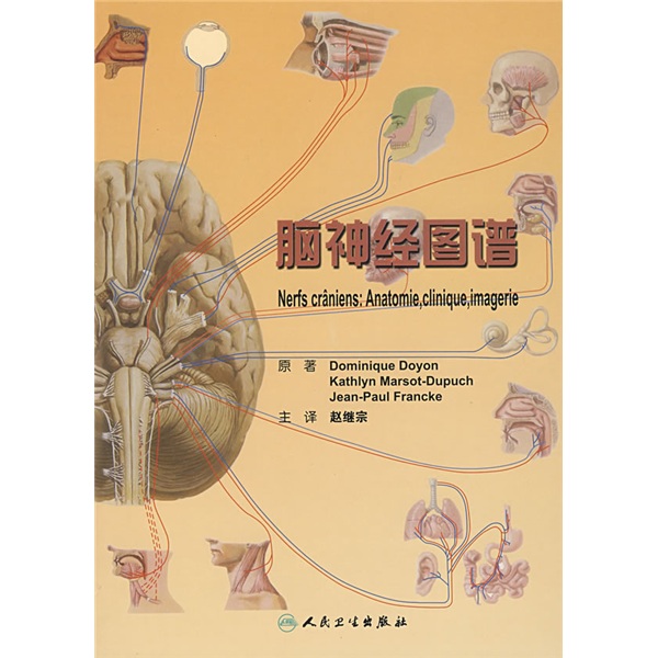 脑神经图谱